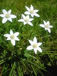 Kopia śniedek baldaszkowaty u nas w rowie.,,